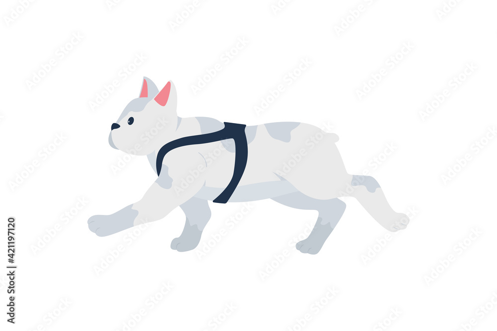 Obraz premium Grey french bulldog flat color vector detailed character. Animal training. Dog running. Activity and exercise for puppy. Pet care isolated cartoon illustration for web graphic design and animation