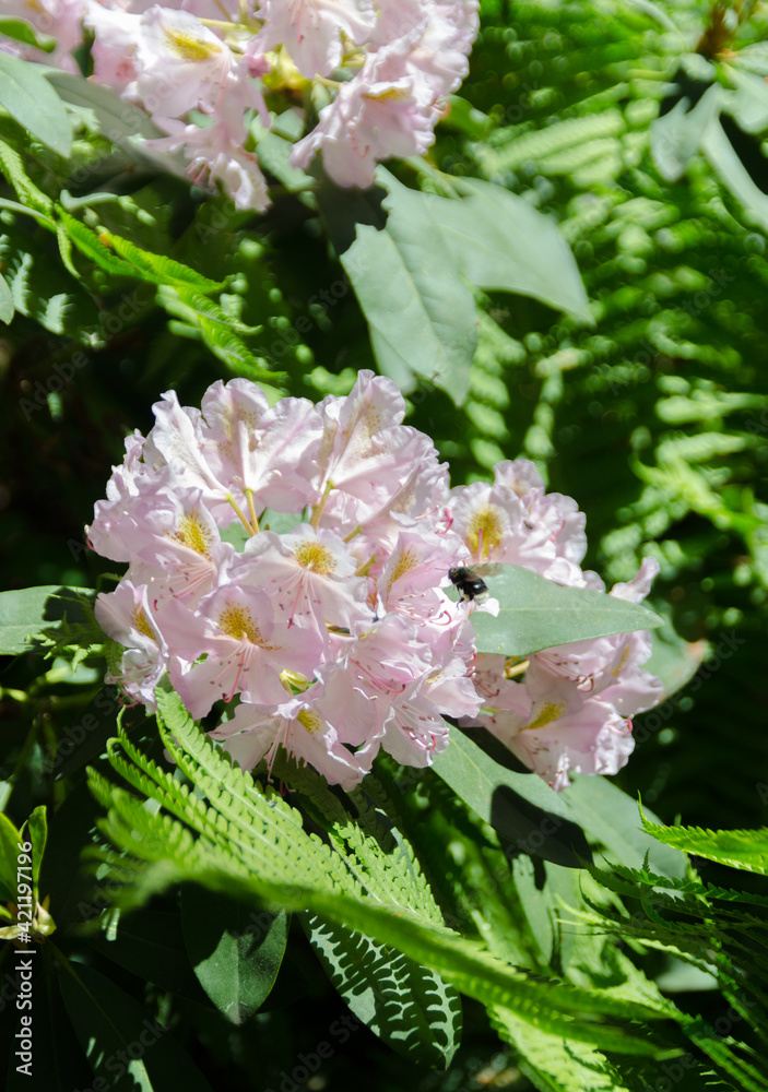 pink and white rhododendrons pink and white rhododendrons