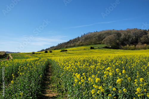 Yellow rape seed oil flowers in bloom in Guildford  Surrey  UK