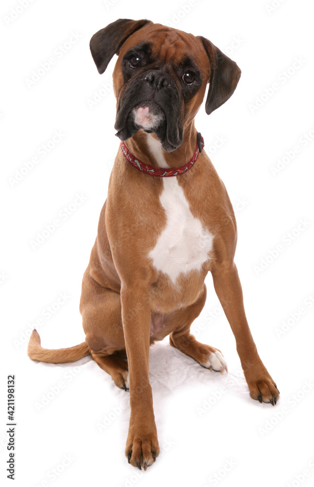 Boxer Boxer