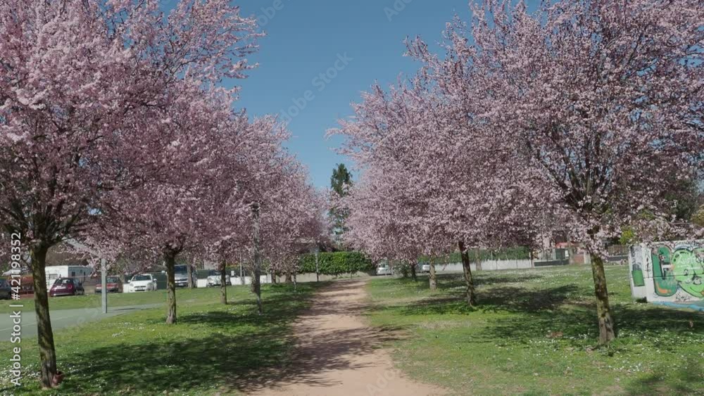 romantic pink flower tunnel on public park trees in march romantic pink flower tunnel on public park trees in march