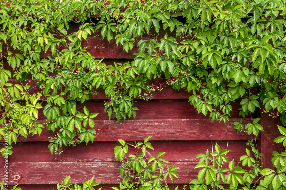 Red wooden fence entwined with wild grapes