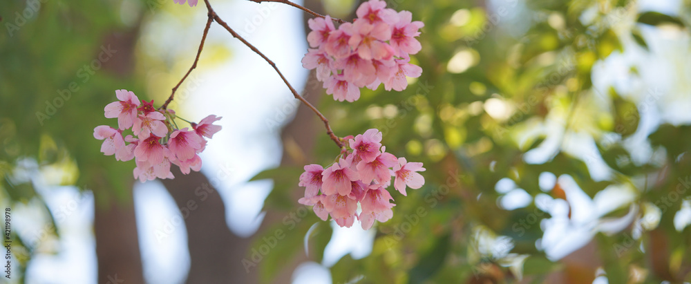 Obraz premium サクランボ, ピンク, 自然, 咲く, ブランチ, 花, sakura,