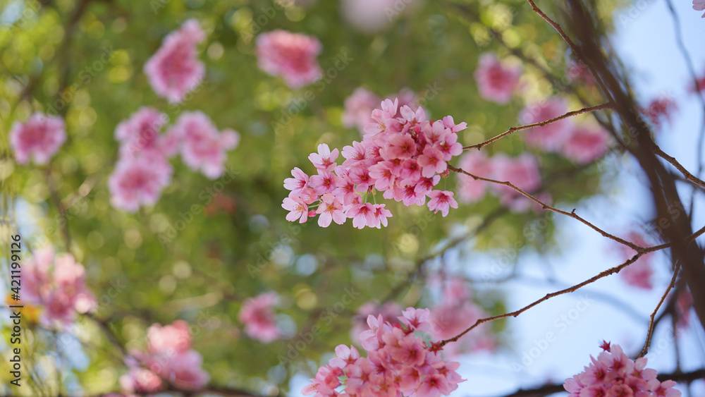 サクランボ, ピンク, 自然, 咲く, ブランチ, 花, sakura, サクランボ, ピンク, 自然, 咲く, ブランチ, 花, sakura,