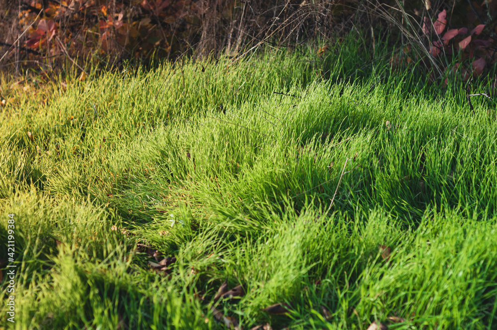 Fototapeta premium Lush densely growing green grass on the lawn, warm sun rays illuminate the vegetation, nature outdoors close-up