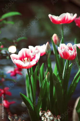 Bright red tulips blooming in the garden near to the small artificial pond © ientil