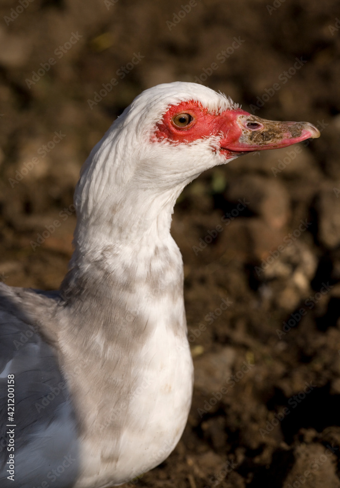 Naklejka premium Muscovy duck