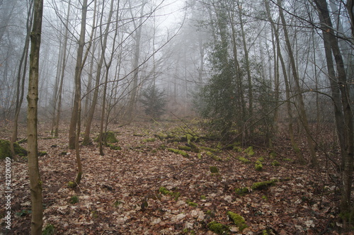 Der Hermanns Weg  bei Bielefeld im dichten Nebel am Morgen im Teutoburgerwald photo