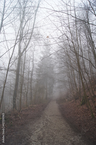 Der Hermanns Weg bei Bielefeld im dichten Nebel am Morgen im Teutoburgerwald