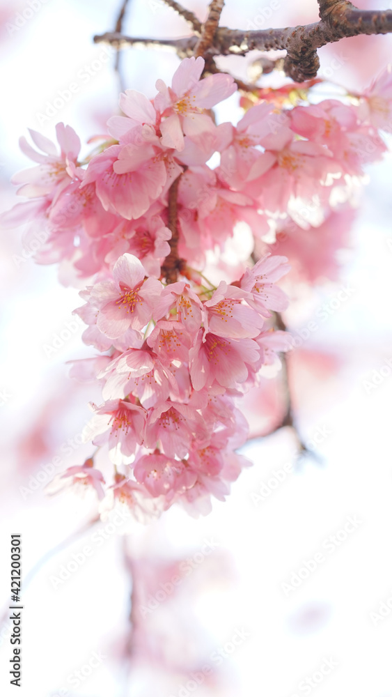 サクランボ, ピンク, 自然, 咲く, ブランチ, 花, sakura, サクランボ, ピンク, 自然, 咲く, ブランチ, 花, sakura,