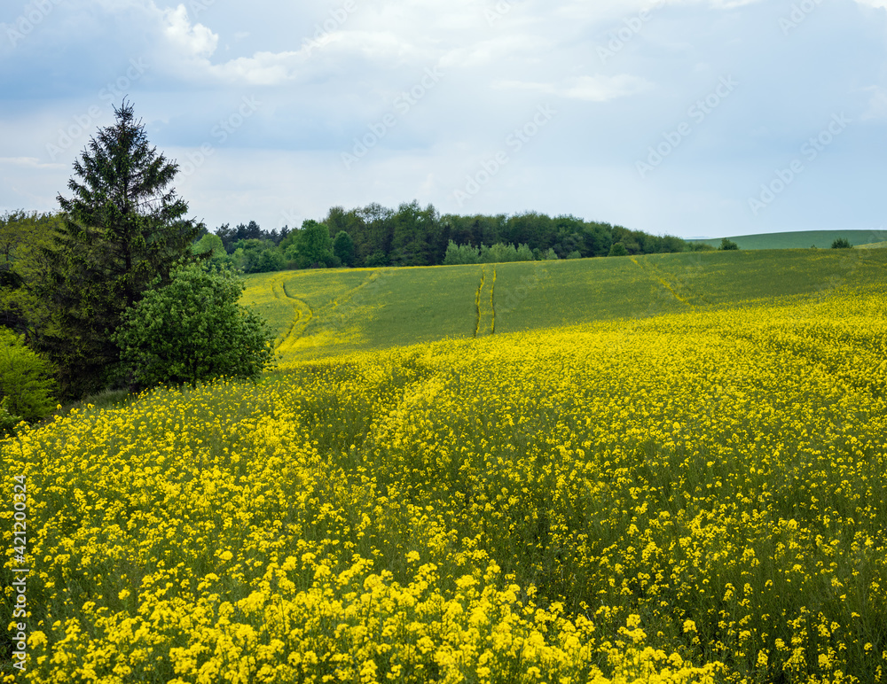 Obraz premium Spring rapeseed yellow blooming fields