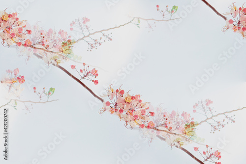Pink flowers of Wishing Tree, Pink Shower, Pink cassia, Pink and White Shower Tree (Cassia Bakeriana) are blooming on the branch of tree in spring season