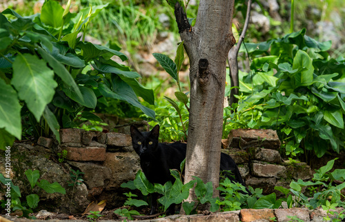 cat in the garden photo