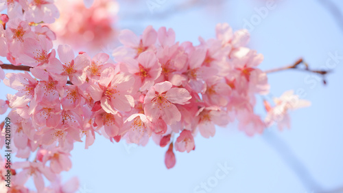 サクランボ, ピンク, 自然, 咲く, ブランチ, 花, sakura,  © 玉皎 王