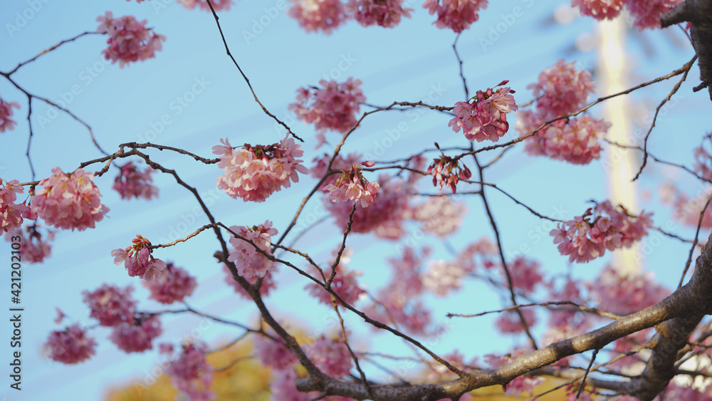 サクランボ, ピンク, 自然, 咲く, ブランチ, 花, sakura, 