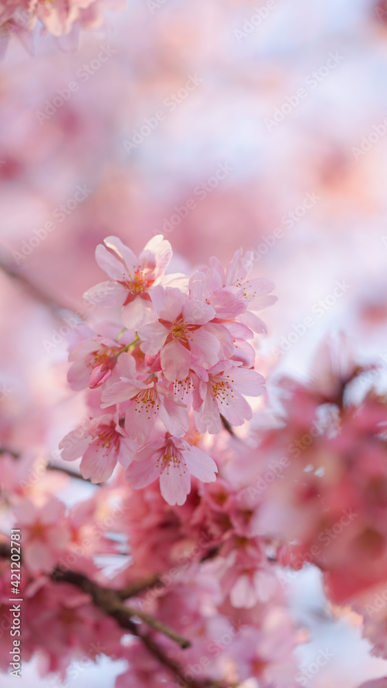 サクランボ, ピンク, 自然, 咲く, ブランチ, 花, sakura, 