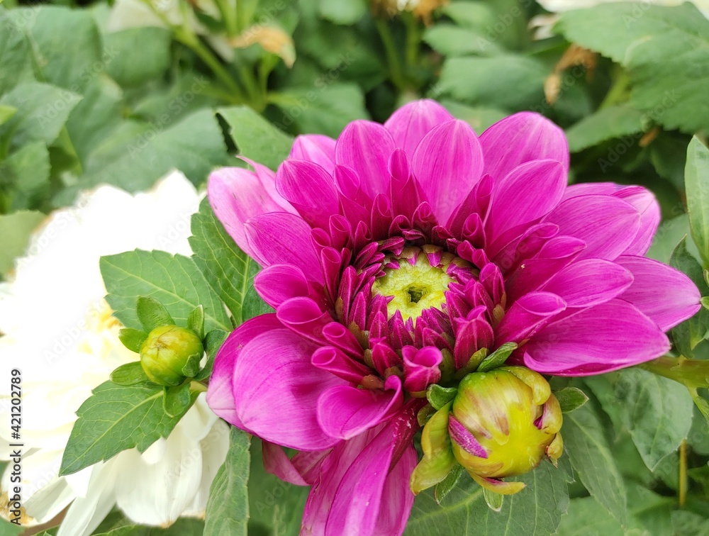 pink and white dahlia