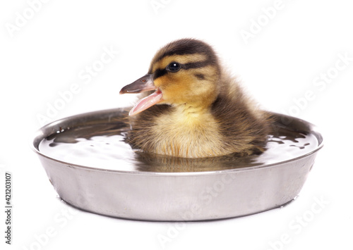 Mallard ducking in a bowl of water isolated on a white background photo