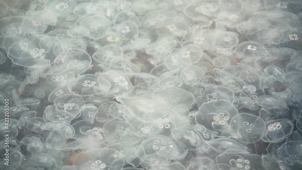 Many moon jellyfish floating in the clear blue seawater. Natural background. Many moon jellyfish floating in the clear blue seawater. Natural background.