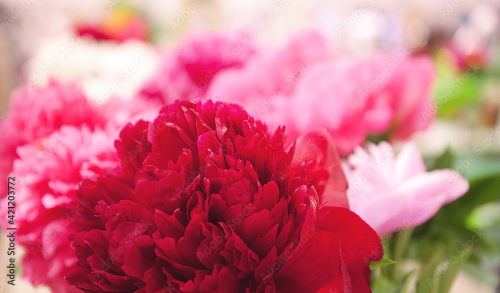 Bright red peony in macro Bright red peony in macro