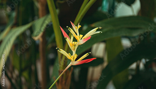 Heliconia flower in orangery photo