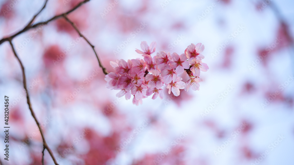 Obraz premium カンヒザクラ、夏 、咲く