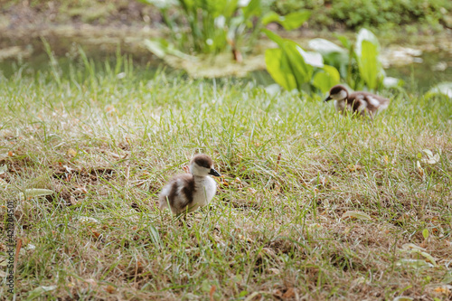 Ruddy shelduck chicks walking alone in the grass