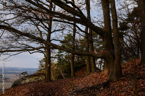 Tourist route, autumn forest near Drabske svetnicky protected landscape area, fallen leaves, naked trees and blue sky, winter sunny day Hiking Golden Trail of Bohemian Paradise, Czech Republic photo