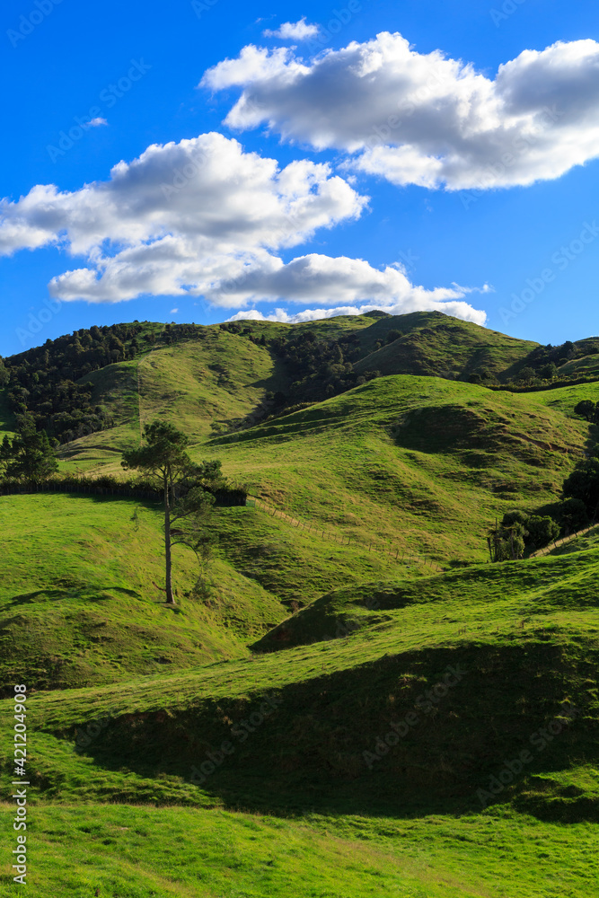 Grassy farming country in the Kaimai Mountains, New Zealand