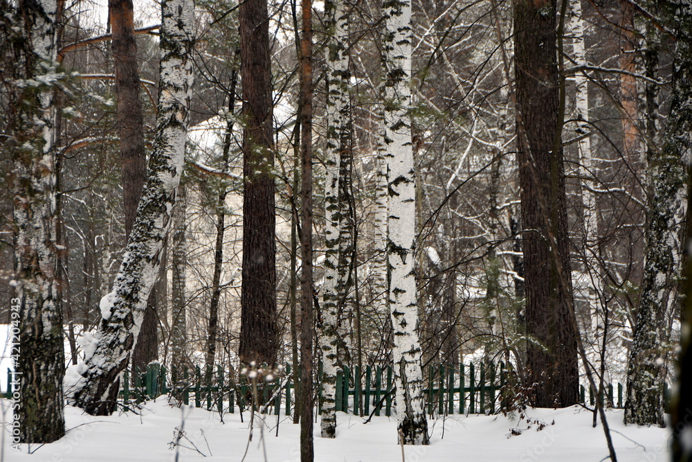 winter forest winter forest