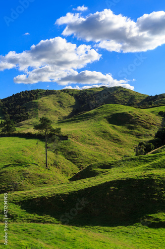 Fototapeta Naklejka Na Ścianę i Meble -  Grassy farming country in the Kaimai Mountains, New Zealand
