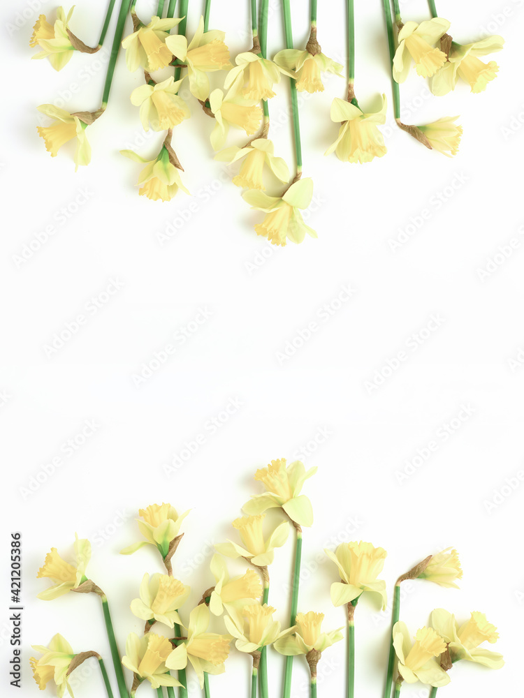 beautiful minimalistic layout for spring greeting card, invitation, banner on white background. composition of yellow fresh flowers of daffodils with place for text. simple flat lay