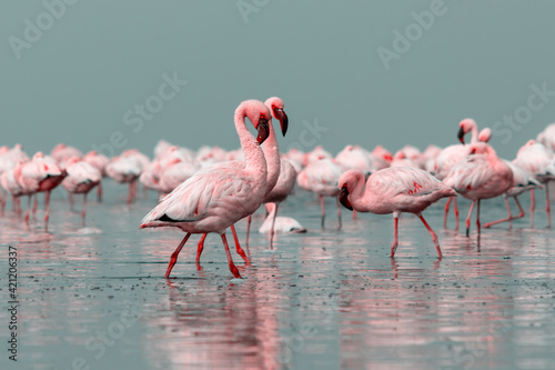 Close up of beautiful African flamingoes that are standing in still water with reflection