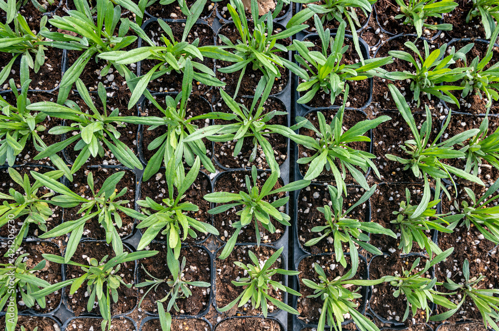 shoots of herb plants growing in the greenhouse shoots of herb plants growing in the greenhouse