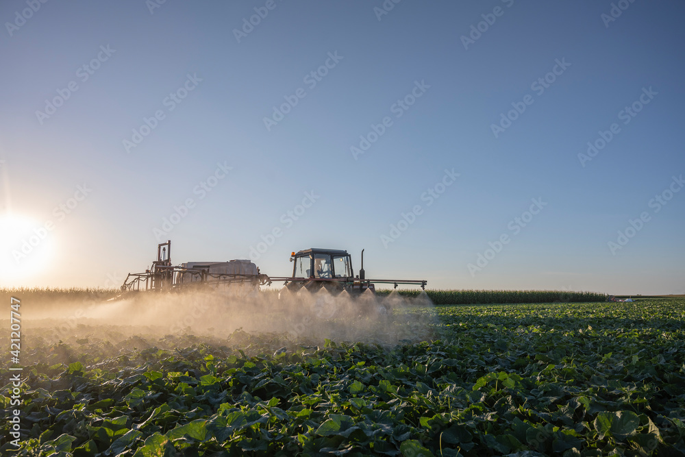 Naklejka premium Tractor spraying pesticides on vegetable field with sprayer