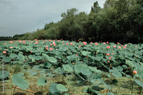 Pink lotus flower on green background in the park