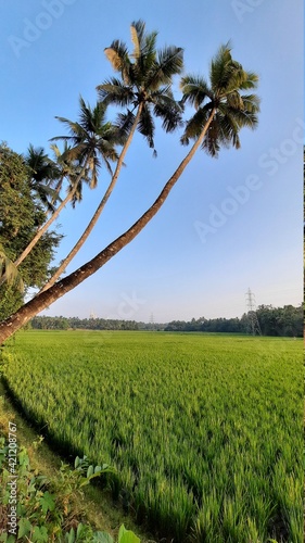 A beautiful green paddy field