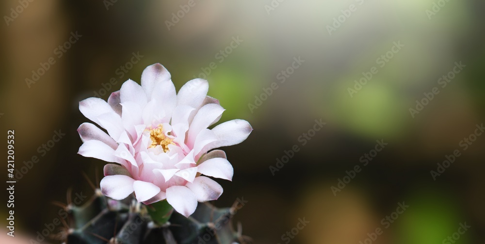 Pink flower of a cactus