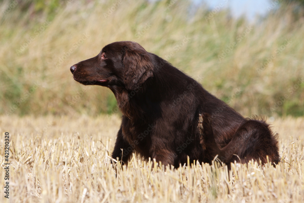 Labrador qui se gratte avec la patte arrière Stock Photo Adobe Stock