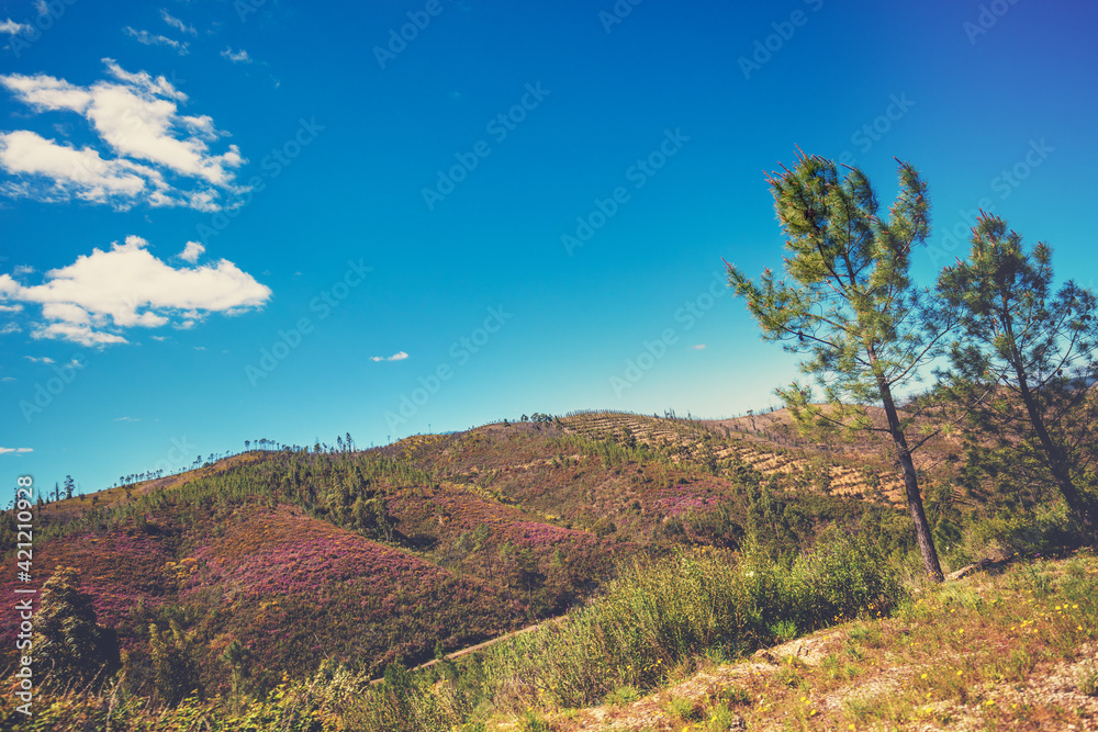 Mountain landscape in spring. Young pine forest on the slopes of the mountain. Portugal