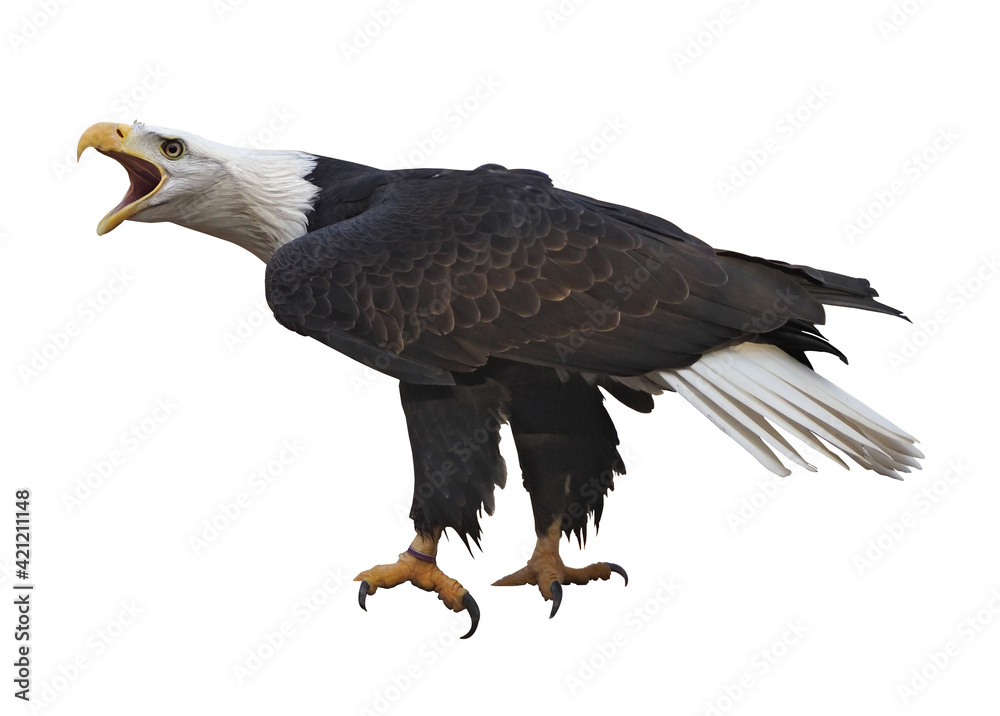 Obraz premium Eagle flying isolated at white