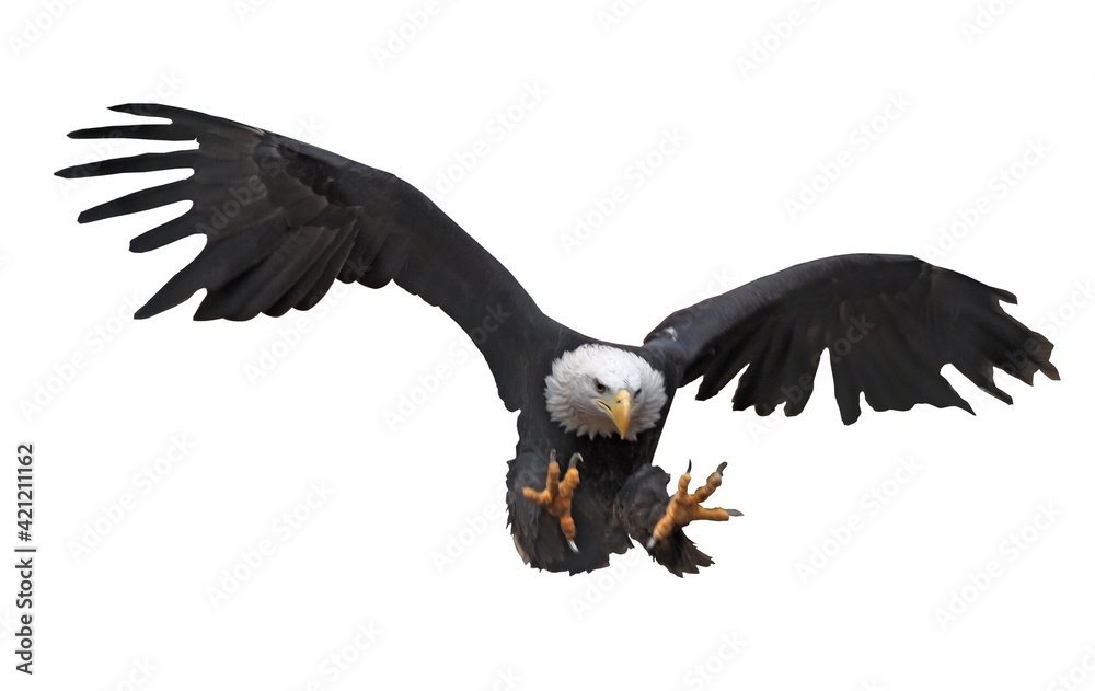 Eagle flying isolated at white