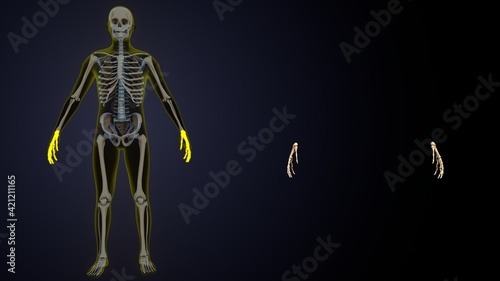 Fototapeta Naklejka Na Ścianę i Meble -  3d illustration of  human skeleton yellow color spine inner parts.