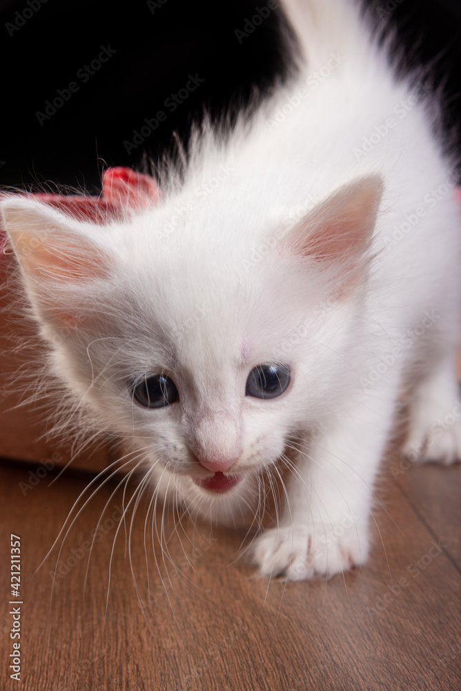 white kitten white kitten playing inside a wooden box with red checkered fabric on a table, black background, selective focus.