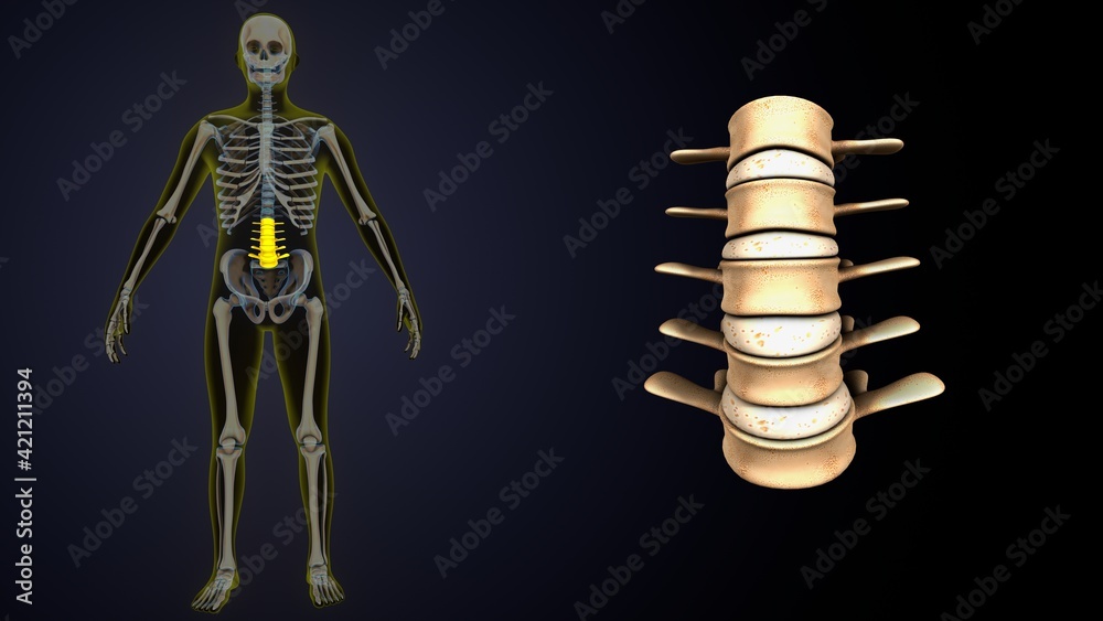 custom made wallpaper toronto digital3d illustration of human skeleton yellow color spine inner parts.