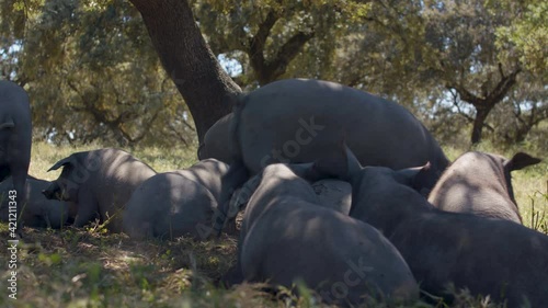 Herd of Iberian pigs grazing in the middle of nature. Beautiful Andalusian dehesa