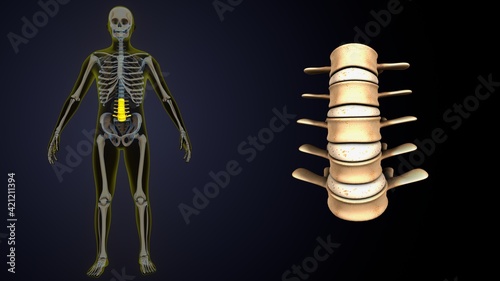 Wallpaper Mural 3d illustration of  human skeleton yellow color spine inner parts. Torontodigital.ca