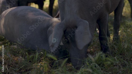 Herd of Iberian pigs grazing in the middle of nature. Beautiful Andalusian dehesa
