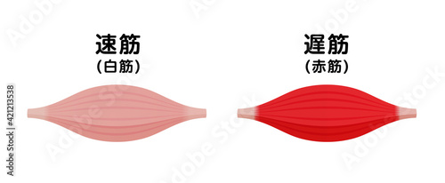 筋繊維の種類と色の違い　ベクターイラスト (速筋・遅筋)
