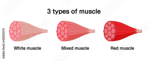 3 types of muscle ( white, mixed and red muscle ) vector illustration set.